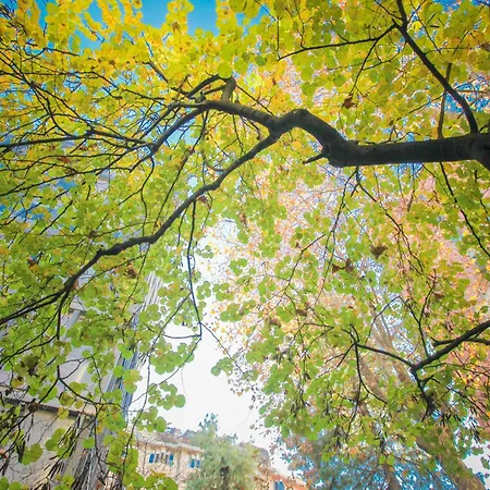 The Grove * Mediolan